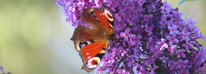 Sommerflieder Sommerflieder