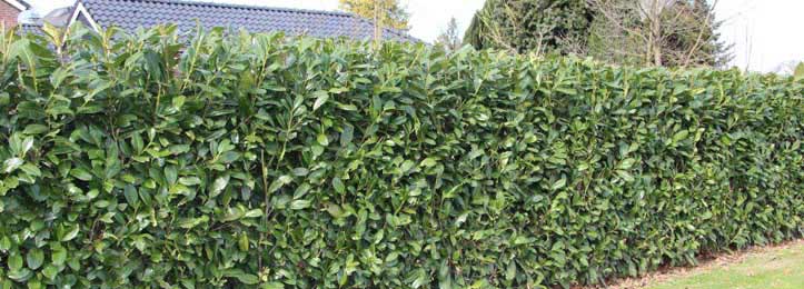 Kirschlorbeer als Hecke nutzen