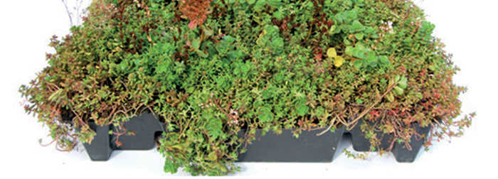 Fertigpaket Sedum-Kassette Fertigpaket Sedum-Kassette