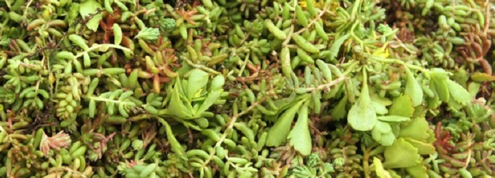 Sedum Stecklinge Sedum Stecklinge