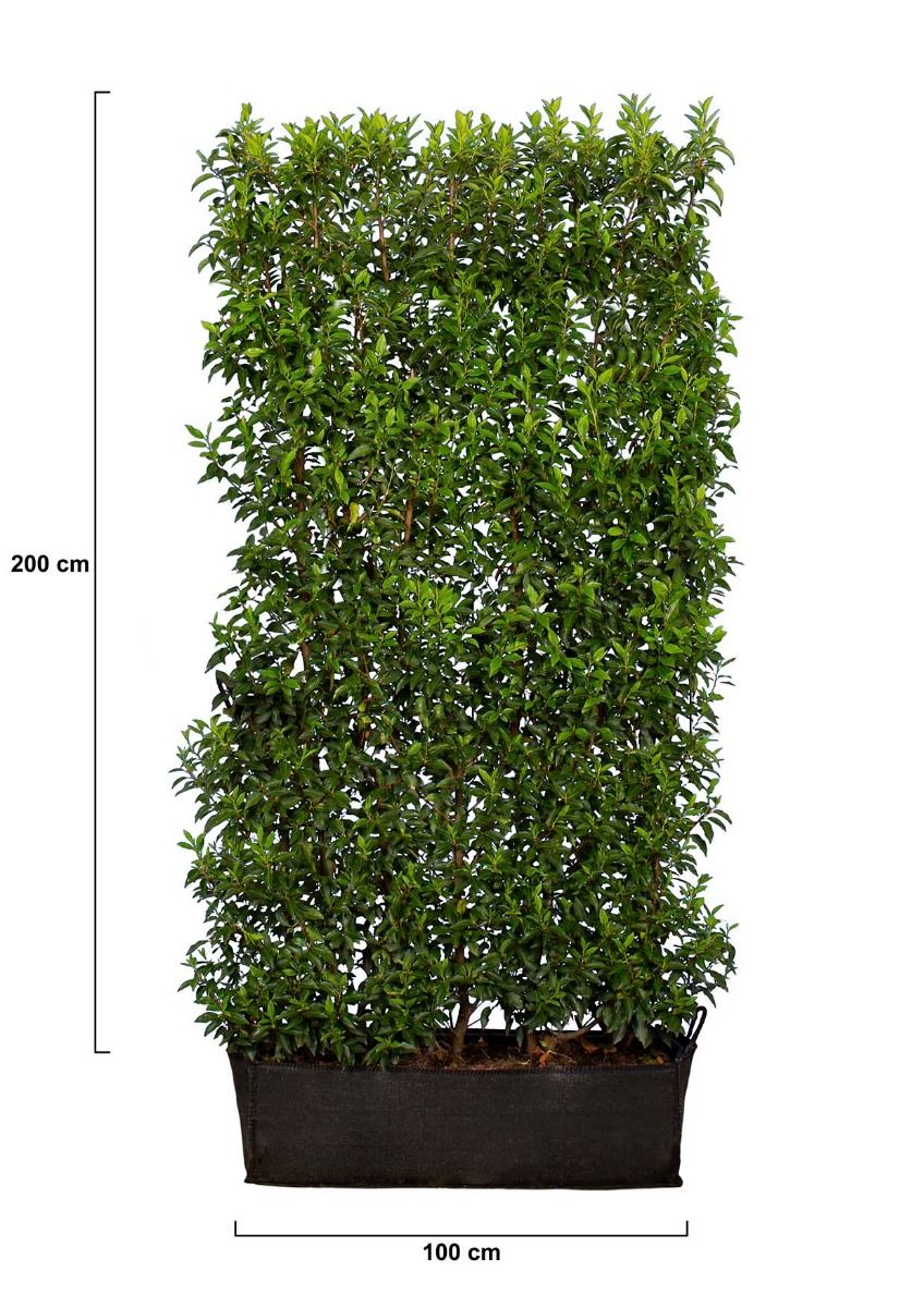 Portugiesischer Kirschlorbeer 200 cm.