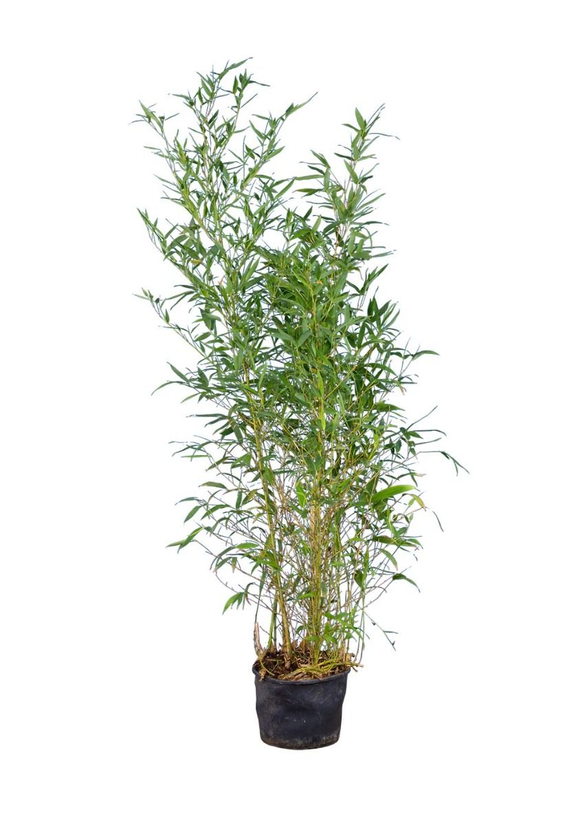 Phyllostachys aureosulcata 'Aureocaulis' Schnell wachsende Bambus