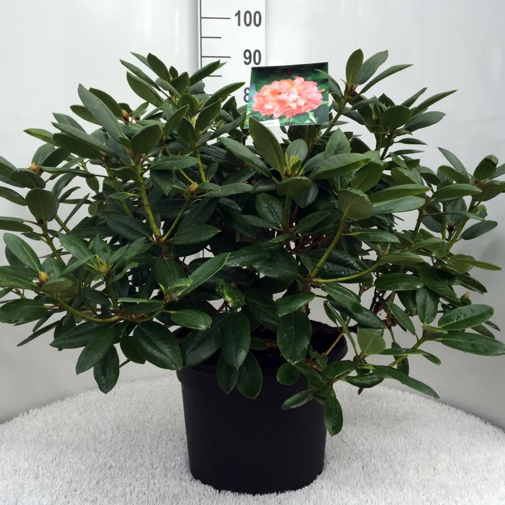 Rhododendron ‘Virginia Richards’