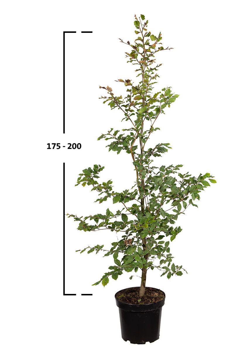 Rotbuche, Gemeine Buche (Fagus sylvatica)