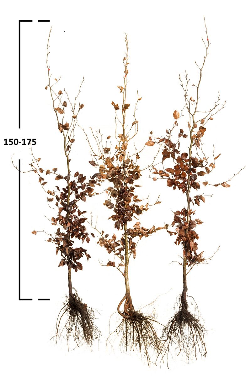 Rotbuche, Gemeine Buche (Fagus sylvatica)
