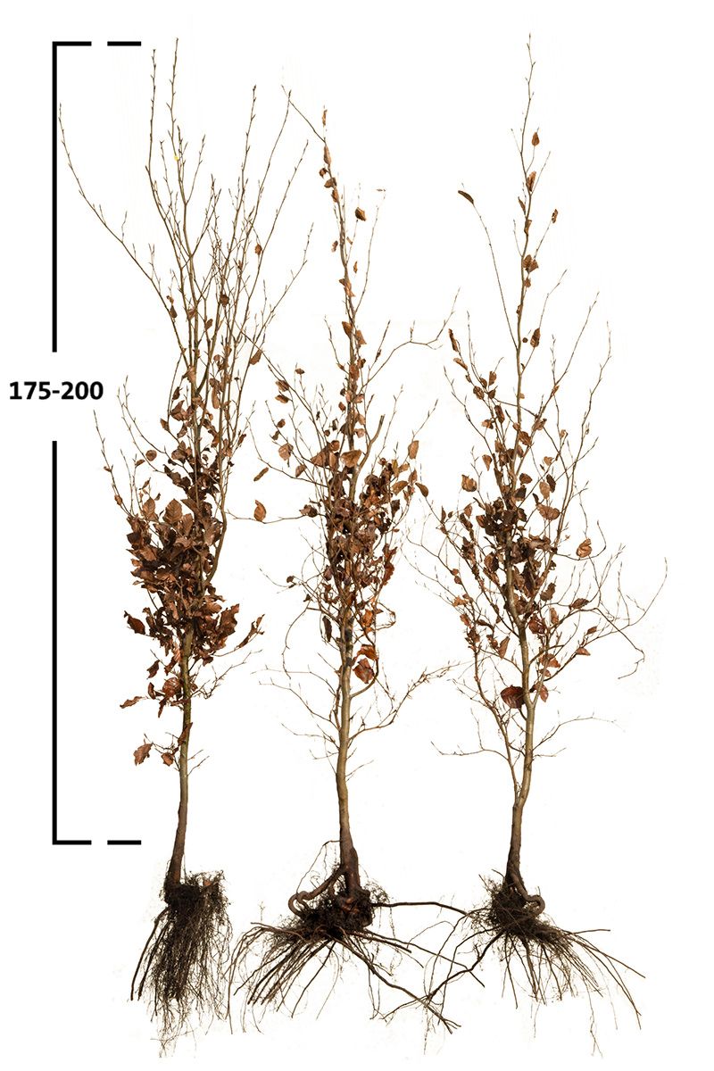 Rotbuche, Gemeine Buche (Fagus sylvatica)