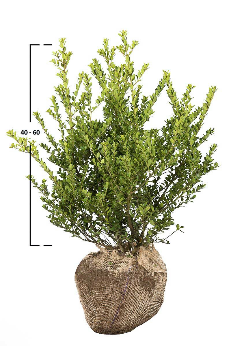 100x Ilex Crenata 'Green Hedge' - Japanische Stechpalme Als Buchsbaum-Ersatz