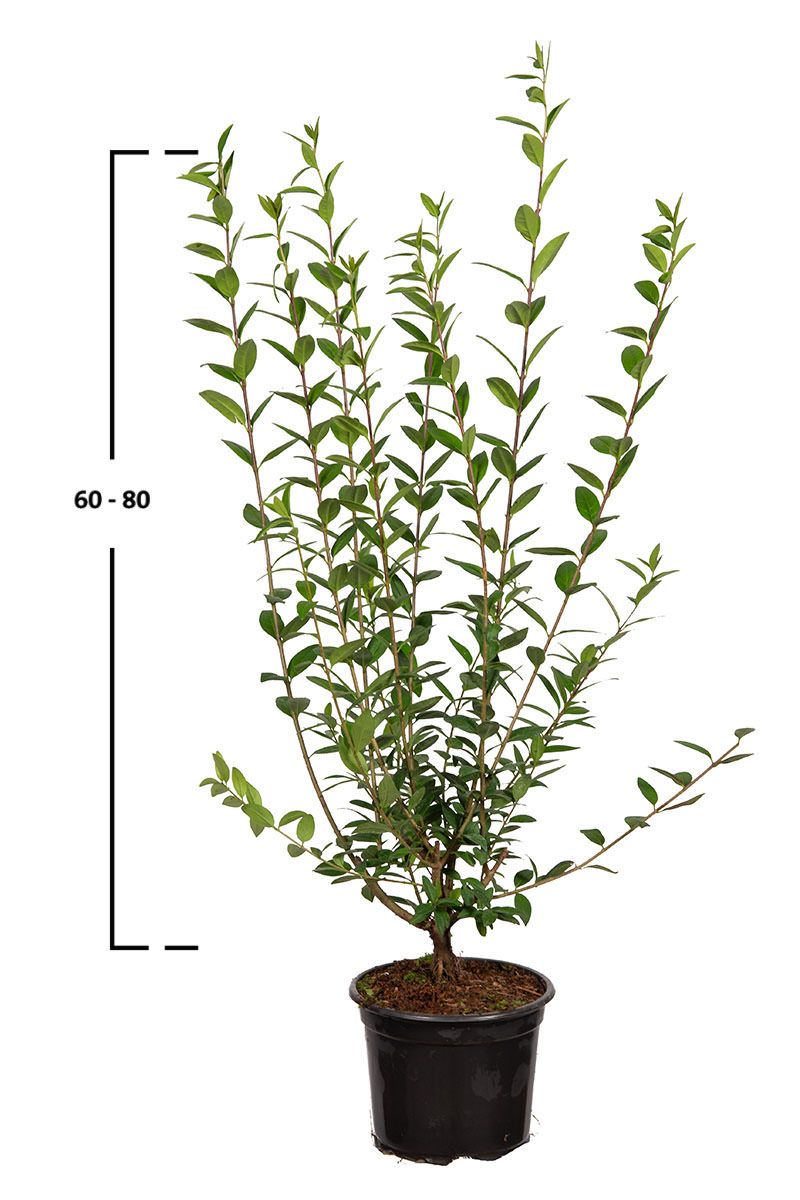 Liguster Atrovirens kaufen Wintergrüner Liguster Garmundo