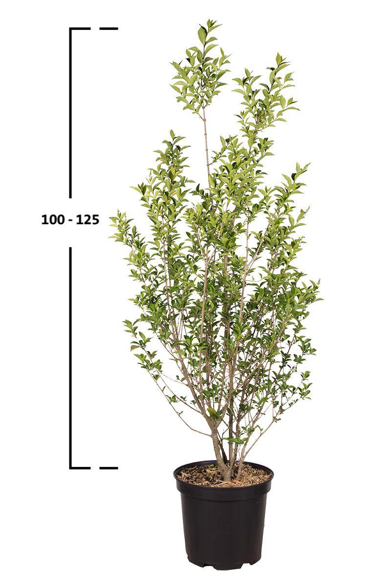 49+ Wintergrüner Liguster 150 Cm, Der wintergrüne liguster,