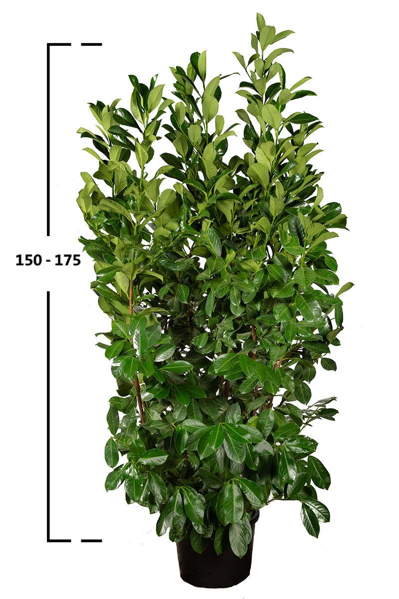 Kirschlorbeer 'Rotundifolia'