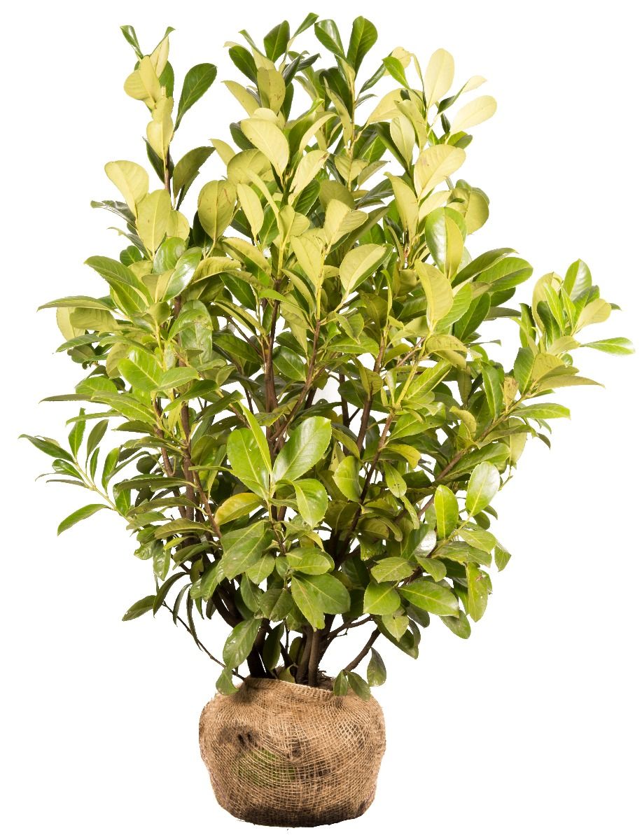 Kirschlorbeer 'Rotundifolia'