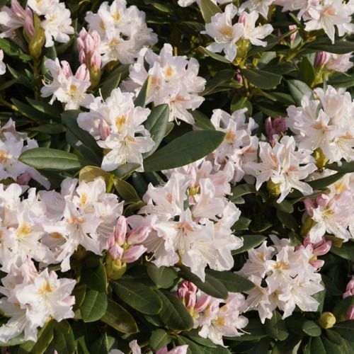 Rhododendron ‘Cunninghams White’