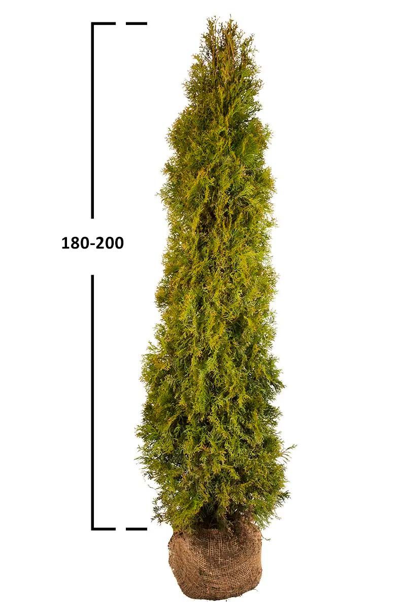 Thuja Smaragd kaufen Lebensbaum auf Garmundo.de