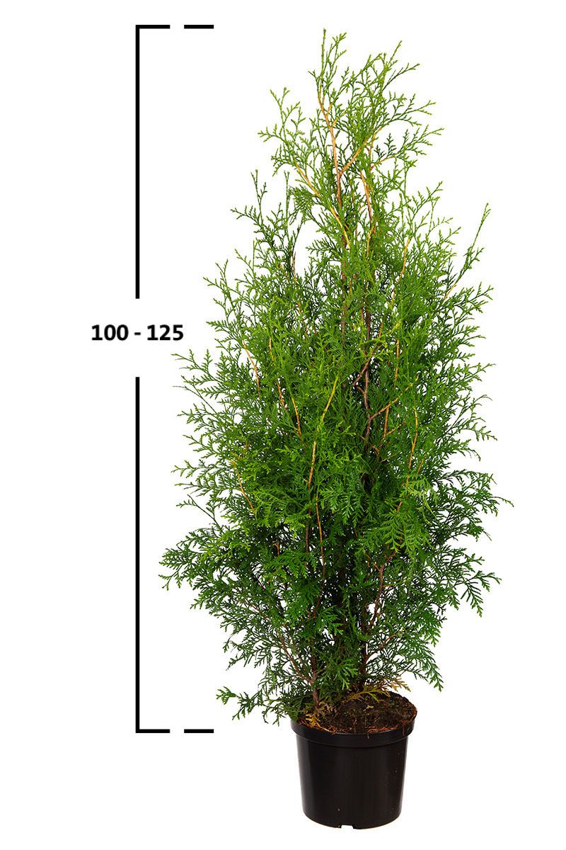 Thuja Brabant Hecke kaufen Günstig auf Garmundo