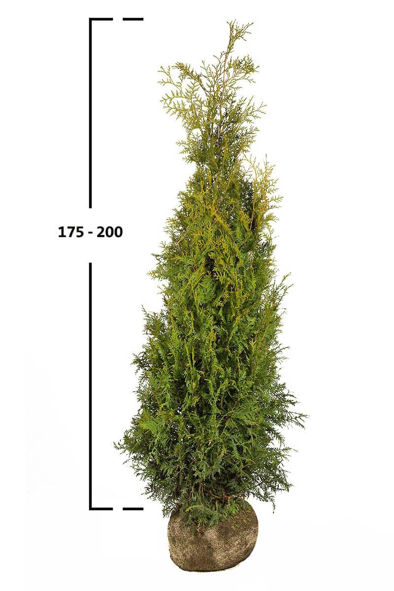 Thuja Brabant Hecke kaufen Günstig auf Garmundo