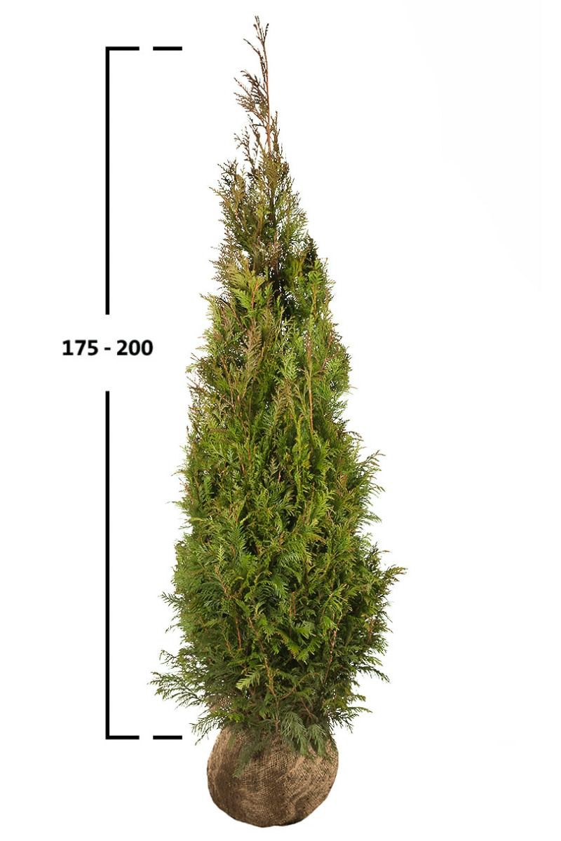 Thuja Martin