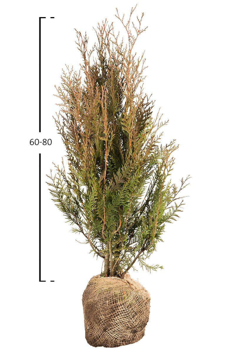 Thuja Plicata Atrovirens Riesenlebensbaum kaufen