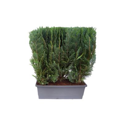 Blaue Scheinzypresse