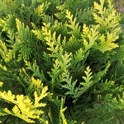 Gelbe Scheinzypresse 'Stardust'