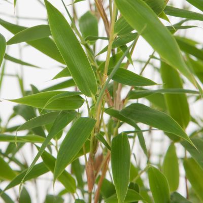 Gartenbambus Fargesia Jumbo