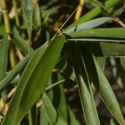 Fargesia rufa 