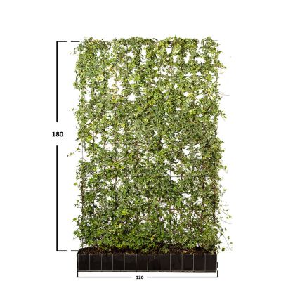 Gemeiner Efeu Fertige Hecke ‘Yellow Ripple’