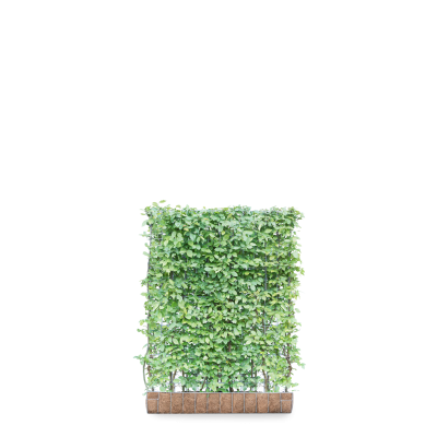 Hainbuche fertige Hecke