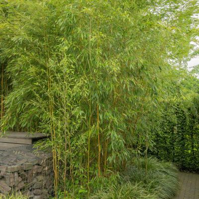 Phyllostachys aureosulcata Spectabilis