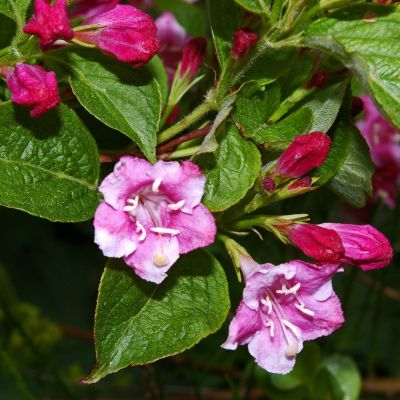 Weigelie Bristol Ruby