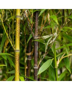 Phyllostachys nigra