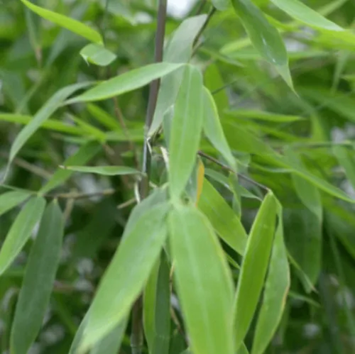 Fargesia nitida 'Winter Joy' online kaufen bei Garmundo