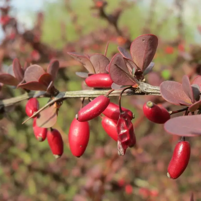 Blut-Berberitze (Berberis thunbergii Atropurpurea') | Garmundo