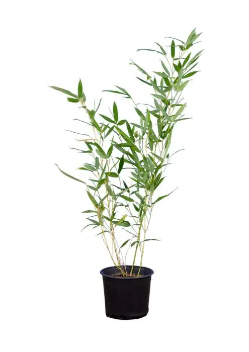 Phyllostachys bissettii