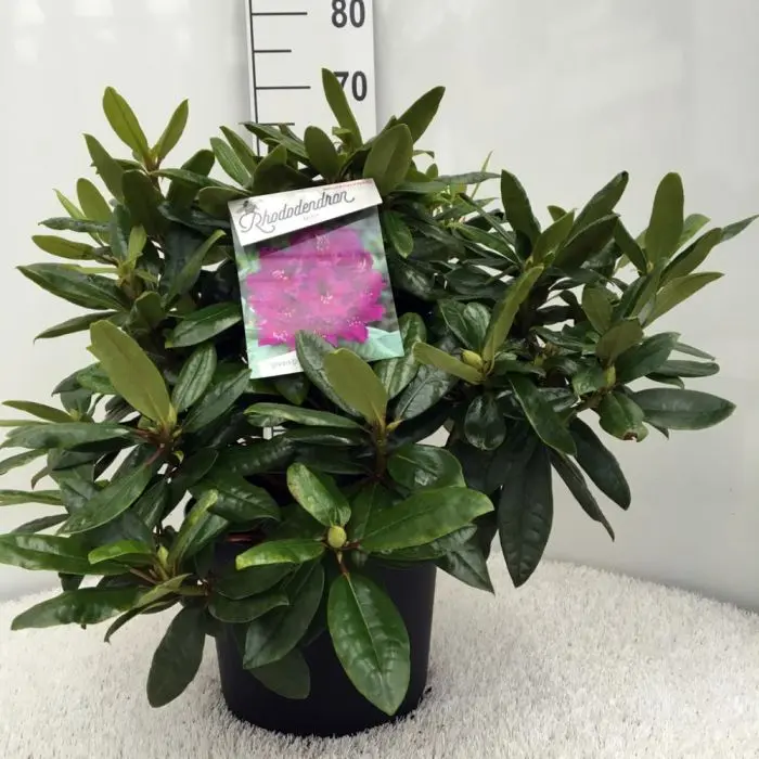 elegans rhododendron Rhododendron Roseum Elegans 21-24