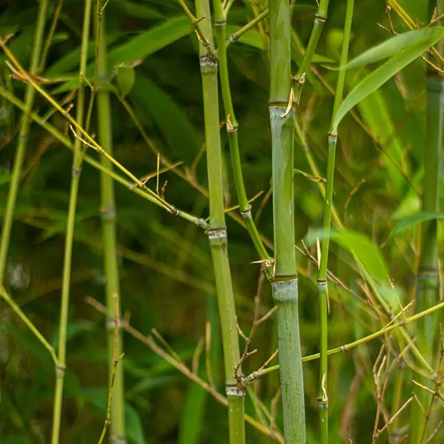 Phyllostachys aureosulcata 'Aureocaulis' | Schnell wachsende Bambus