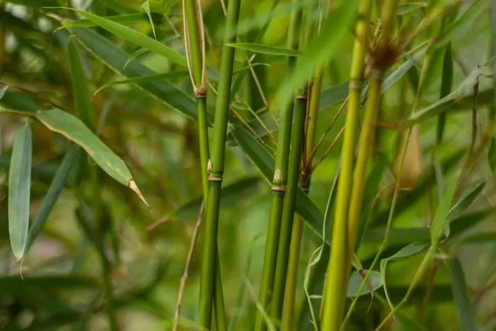 Fargesia robusta Campbell online verkrijgbaar bij Garmundo