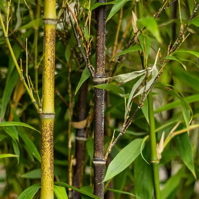 Phyllostachys nigra | Immergrner schwarzer Bambus kaufen bei Garmundo