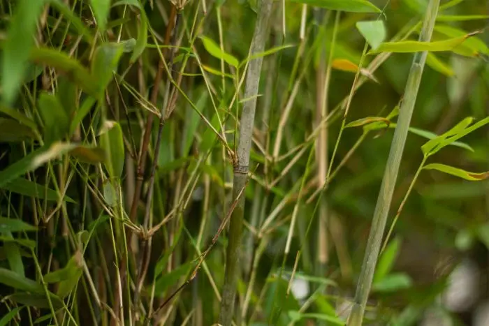 Fargesia Nitida /Fontnenbambus / Schirmbambus (Fargesia murieliae Nitida)  | Garmundo