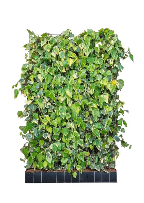 Kaukasische Efeu Fertighecke Dentata Variegata
