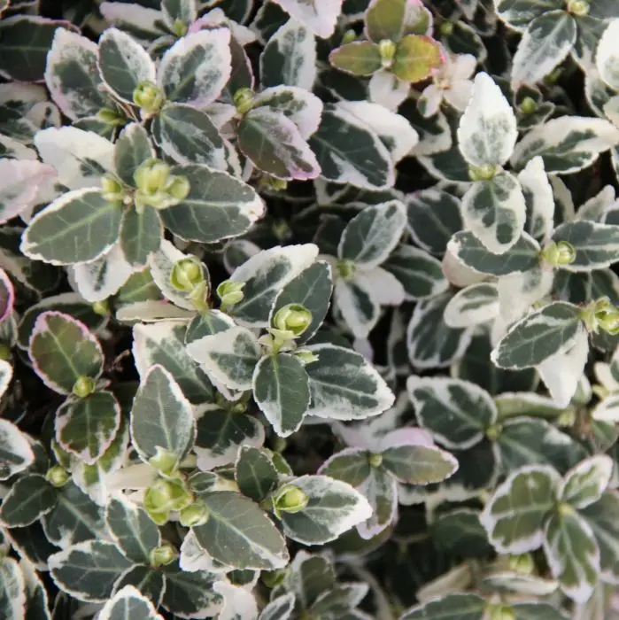 Euonymus fortunei 'Emerald 'n Gaiety' (Kriechspindel) | Garmundo