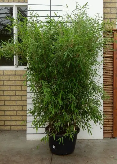 Fargesia nitida 'Great Wall' online kaufen bei Garmundo