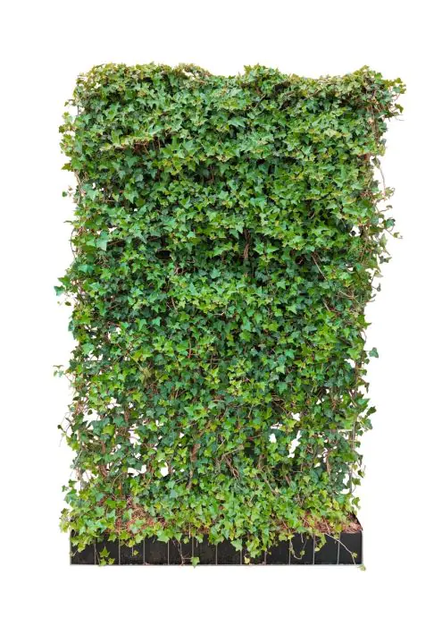 Hedera Helix Fertighecke - Gemeiner Efeu