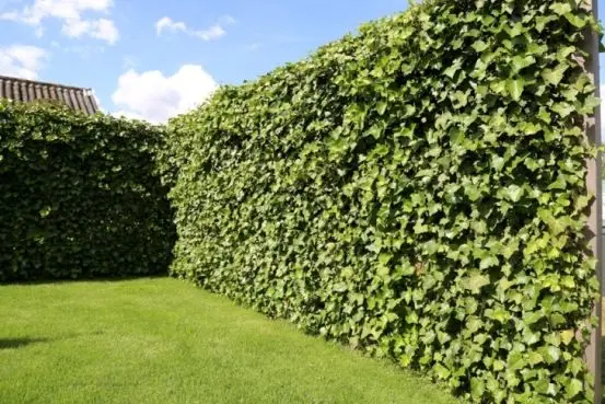Hedera Helix 'Woerner' Fertighecke - Gemeiner Efeu