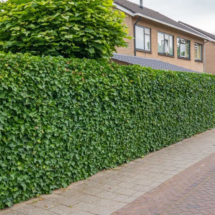 Groblttrigen Efeu kaufen - Gnstig auf Garmundo