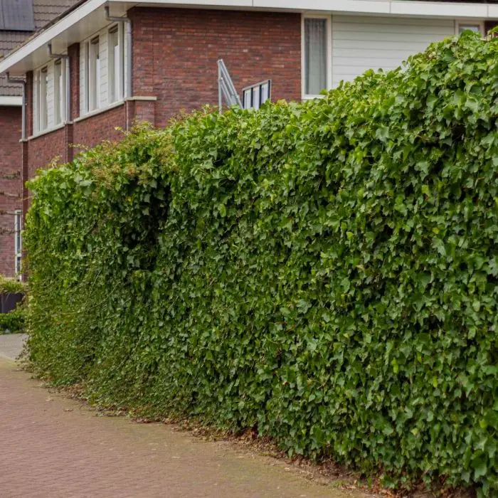 Groblttrigen Efeu kaufen - Gnstig auf Garmundo