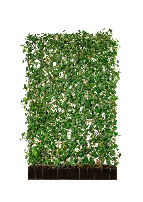 Hedera Helix 'Woerner' Fertighecke - Gemeiner Efeu