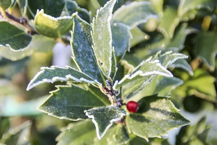 Ilex Blue Maid - Stechpalme online bestellen!