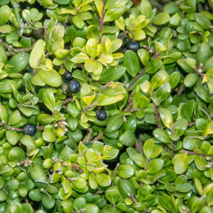kalkliebende zimmerpflanzen Zimmerpflanzen mit marmoriertem Laub (x3) - Ctenanthe burle marxii,  ctenanthe amagris, syngonium pixie® main image 1