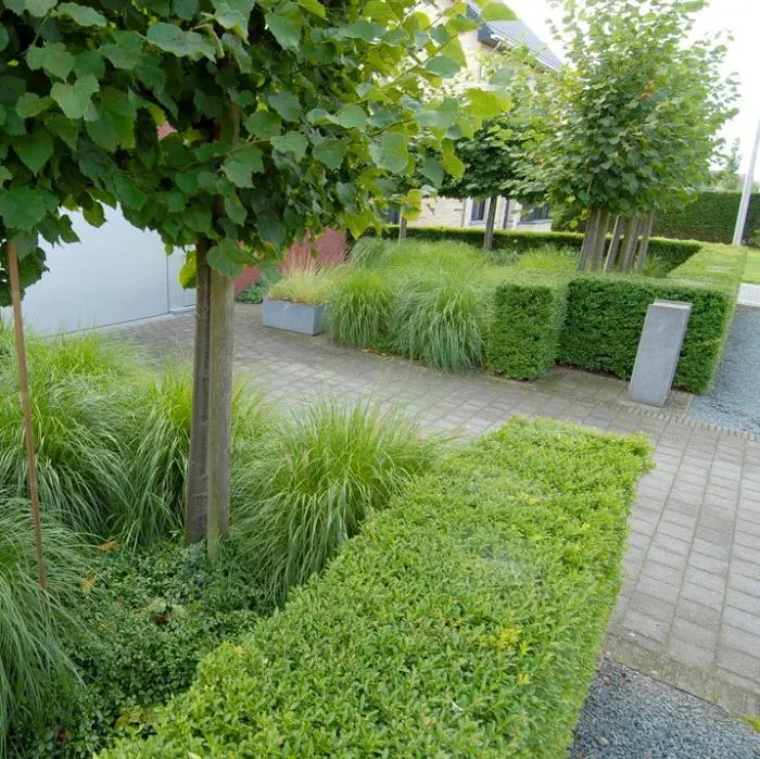 thuja brabant 175-200 Thuja Brabant 200-225cm Root Ball — Grasslands Nursery main image 1
