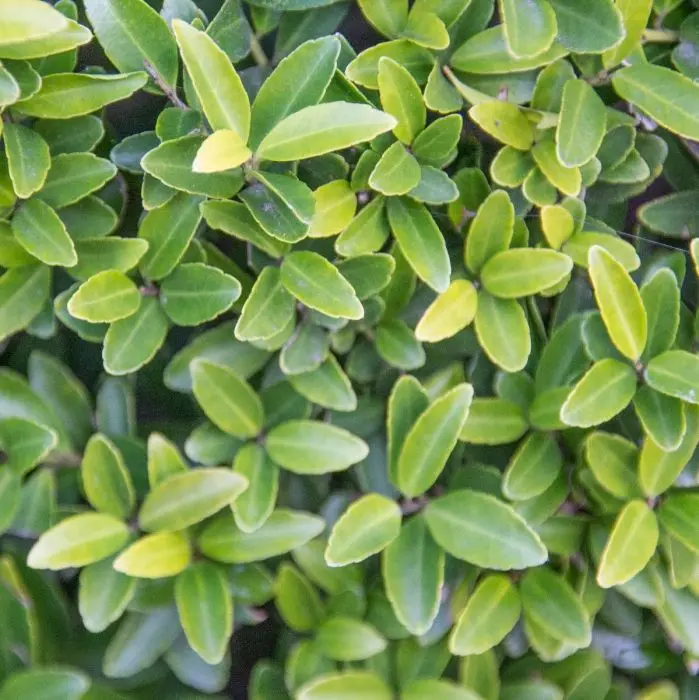 Japanische Stechpalme (Ilex crenata) 'Green Hedge' | Garmundo